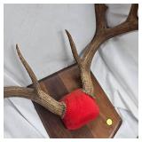 Nice 9 Point Buck Rack Mount, shot in 1982