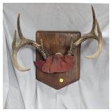 8 Point Buck Rach Mount