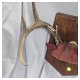 8 Point Buck Rach Mount