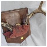 8 Point Buck Rach Mount