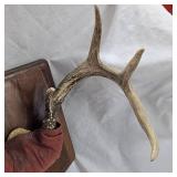 8 Point Buck Rach Mount