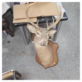 8 Point Buck Full Head Mount as Pictured