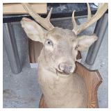 8 Point Buck Full Head Mount as Pictured