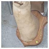 8 Point Buck Full Head Mount as Pictured