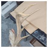 8 Point Buck Full Head Mount as Pictured