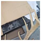 8 Point Buck Full Head Mount as Pictured