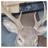 8 Point Buck Full Head Mount as Pictured