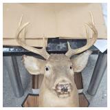 7 Point Buck Spit G2 Tines Head Mount