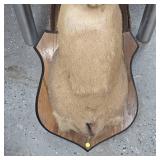 7 Point Buck Spit G2 Tines Head Mount