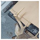 7 Point Buck Spit G2 Tines Head Mount