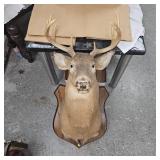 7 Point Buck Spit G2 Tines Head Mount