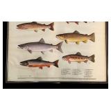LL - Framed 1982 Maynard Reece Trout Print