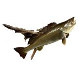 LLS - 20-Inch Mounted Walleye Fish on Driftwood Plaque