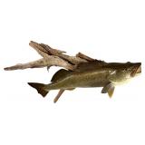 LLS - 20-Inch Mounted Walleye Fish on Driftwood Plaque