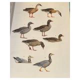 Waterfowl Art and Identification Book Set - Reece & Reeber