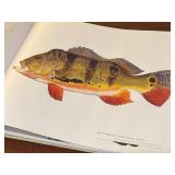 Fish: 77 Great Fish of North America Hardcover Art Book by Flick Ford