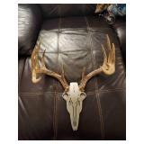 11 Point Buck Antlers W/ Metallica Face Plate