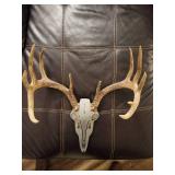 11 Point Buck Antlers W/ Metallica Face Plate
