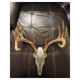 11 Point Buck Antlers W/ Metallica Face Plate