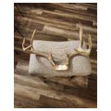 Whitetail Deer Antlers