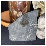 Fossil and Rock Collection with Petrified Wood and Candle