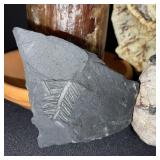 Fossil and Rock Collection with Petrified Wood and Candle
