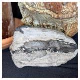 Fossil and Rock Collection with Petrified Wood and Candle