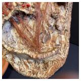 Fossil and Rock Collection with Petrified Wood and Candle