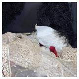 Collection of Vintage Lace Trims and Black Feather Plumes in Decorative Box