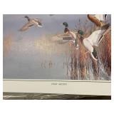 Approximately 500 Wildlife Art Prints Hazy Ascent Ducks