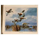Approximately 700 Wildlife Art Prints featuring Northern Shoveler Ducks