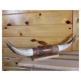 25 inch bull horn mounted on wood wall hanger