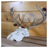 Very Nice European Style sprayed white Taxidermy Skull and Deer Rack  White Tail from Todd County  Wi.