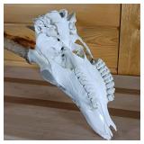 Very Nice European Style sprayed white Taxidermy Skull and Deer Rack  White Tail from Todd County  Wi.