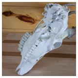 Very Nice European Style sprayed white Taxidermy Skull and Deer Rack  White Tail from Todd County  Wi.