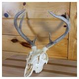 Very Nice and Clean European Style sprayed white Taxidermy Skull and Deer Rack (2014)