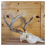 Very Nice and Clean European Style sprayed white Taxidermy Skull and Deer Rack (2014)