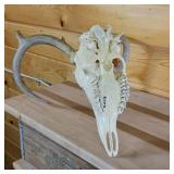 Very Nice and Clean European Style sprayed white Taxidermy Skull and Deer Rack (2014)