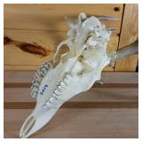 Very Nice and Clean European Style sprayed white Taxidermy Skull and Deer Rack (2014)