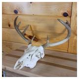 Very Nice European Style sprayed white Taxidermy Skull and Deer Rack