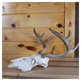Very Nice European Style sprayed white Taxidermy Skull and Deer Rack