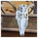 Very Nice European Style sprayed white Taxidermy Skull and Deer Rack