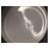 Pyrex Pie Dish, Town and country casserole dish with lid