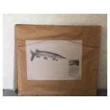 Framed Print of Northern Pike with a Perch in its Mouth (Sun Dance - Larry Tople)