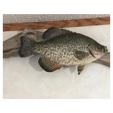 2 - Crappie Fish Mounts on Drift Wood