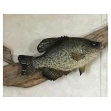 2 - Crappie Fish Mounts on Drift Wood