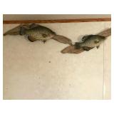 2 - Crappie Fish Mounts on Drift Wood