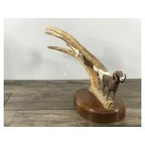 Big Horn Sheep Carved From Moose Antler by Tony Ramer - Wimbledon, ND