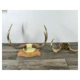 8 & 9 Point White Tail Buck Antlers