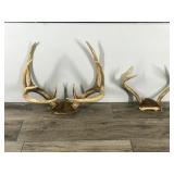 6 & 9 Point White Tail Buck Antlers